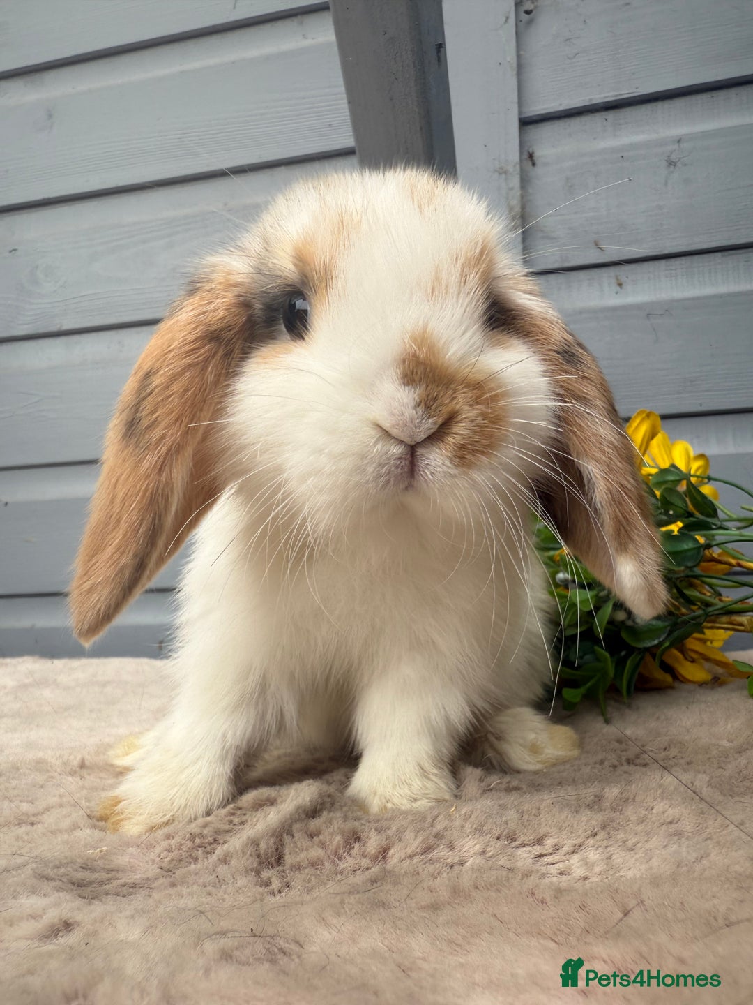 Mini Lop rabbits for sale: Stunning mini lop babies - Image 7