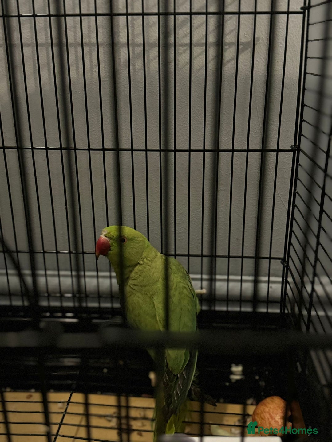 Parrots birds for sale:  Kakariki Pair + Male Indian Ringneck for Sale - Image 9