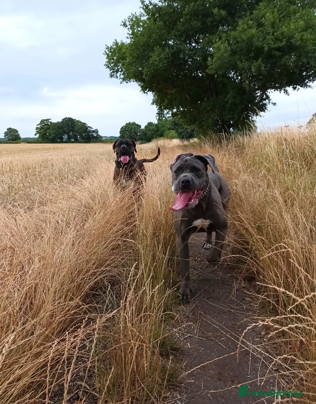 Cane Corso dogs for sale: Shadow  - Advert 2