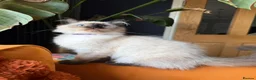 Ragdoll cats for sale: Stunning Ragdoll kittens  - Advert 5