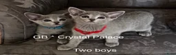 Russian Blue cats for sale: Full Pedigree American Champion Lines Russian Blue in Christchurch - Advert 11