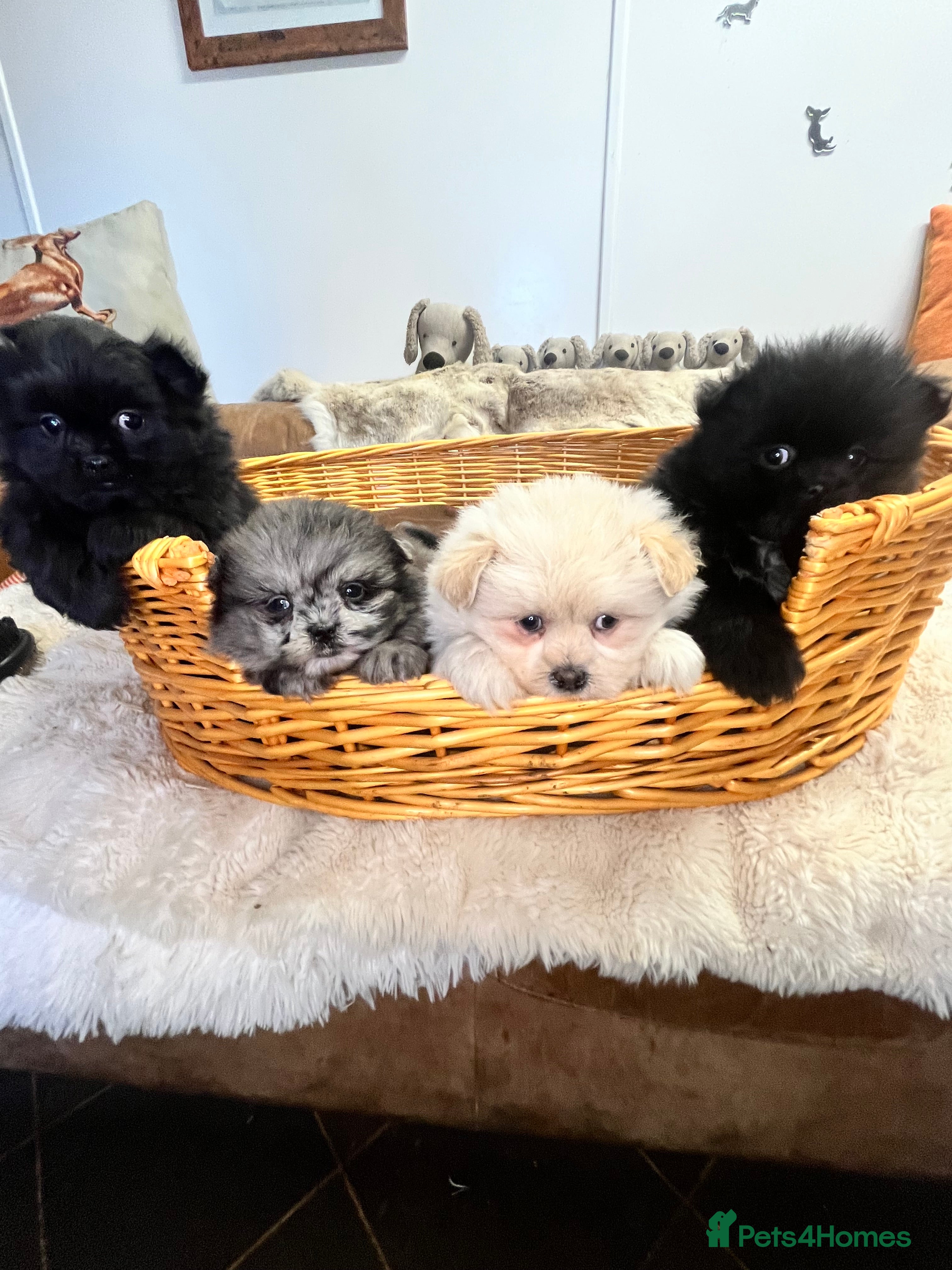 Mixed Breed dogs stunning fluffy Pomshi - Advert 2