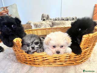 Mixed Breed dogs stunning fluffy Pomshi - Advert 1