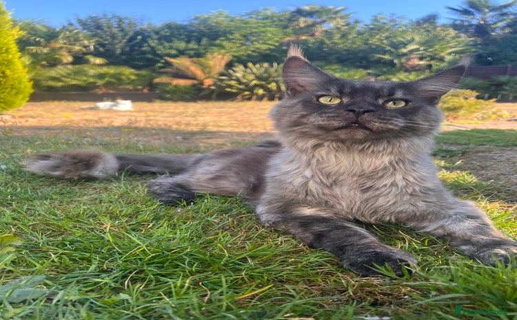 Maine Coon cats - Advert 6