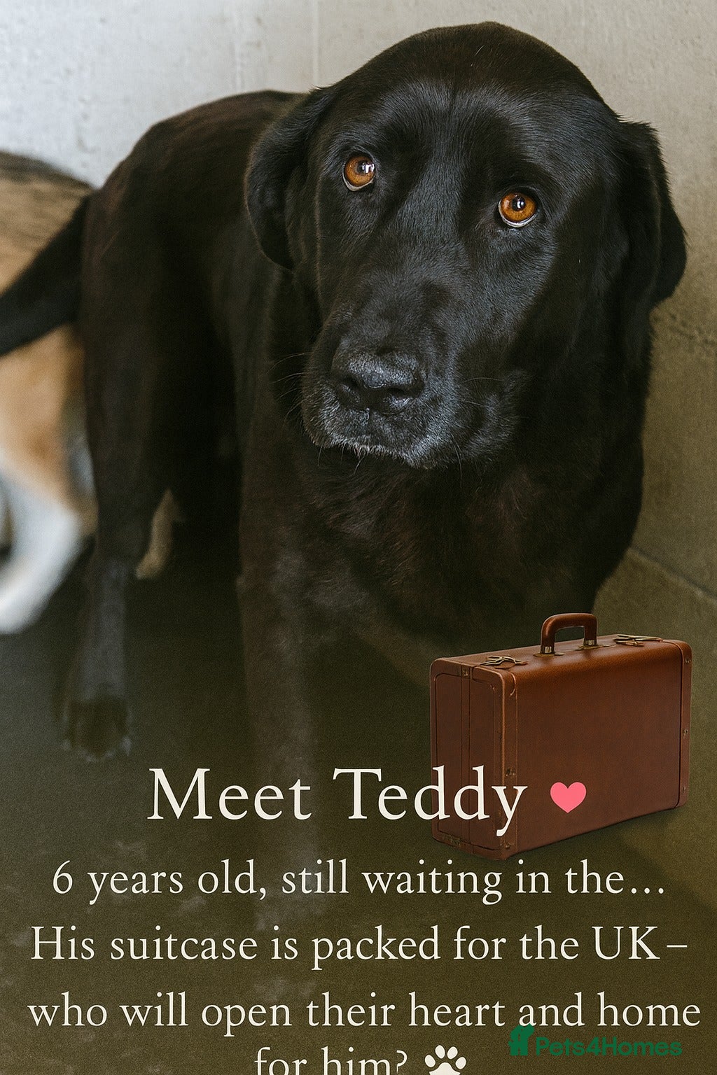 Labrador Retriever dogs 🐾💖 Teddy-Black Pearl with a Golden Soul 💖🐾 - Advert 2