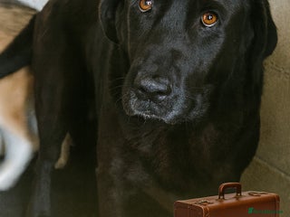 Labrador Retriever dogs - Advert 1