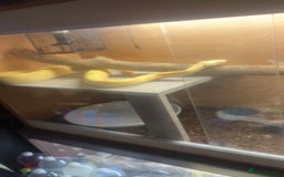 Boa Snake reptiles for sale: Boa snak - Image 1