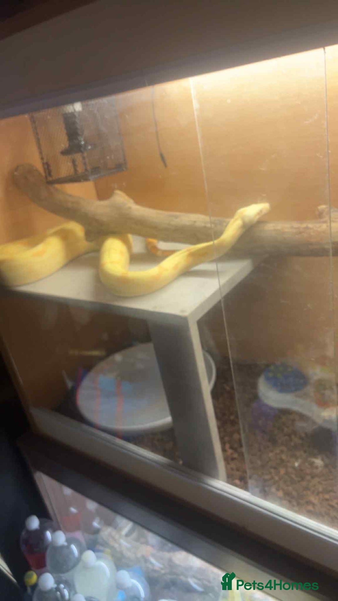 Boa Snake reptiles for sale: Boa snak - Image 1