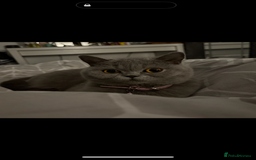 British Shorthair cats for sale: Beautiful blue British shorthair kitten  - Image 9