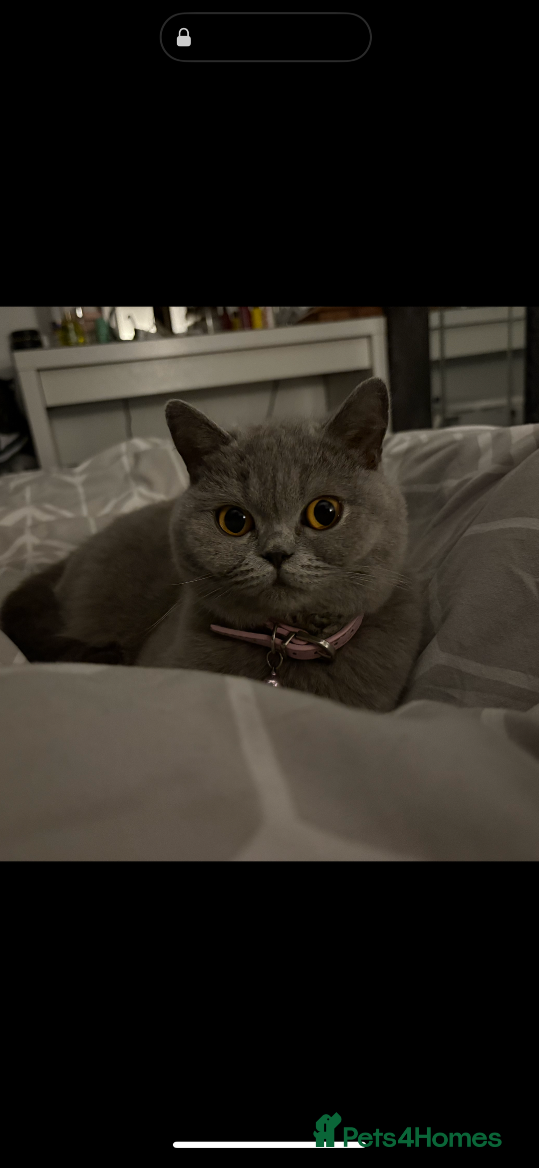British Shorthair cats for sale: Beautiful blue British shorthair kitten  - Image 9