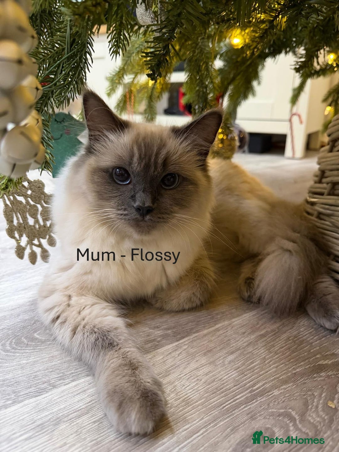 Ragdoll cats for sale: 3 Girl Ragdolls Available, Cute and fluffy!  - Advert 5