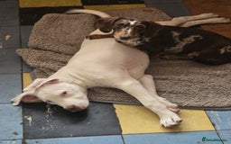 American Bulldog dogs for sale: Skye is looking for a new home. - Image 5