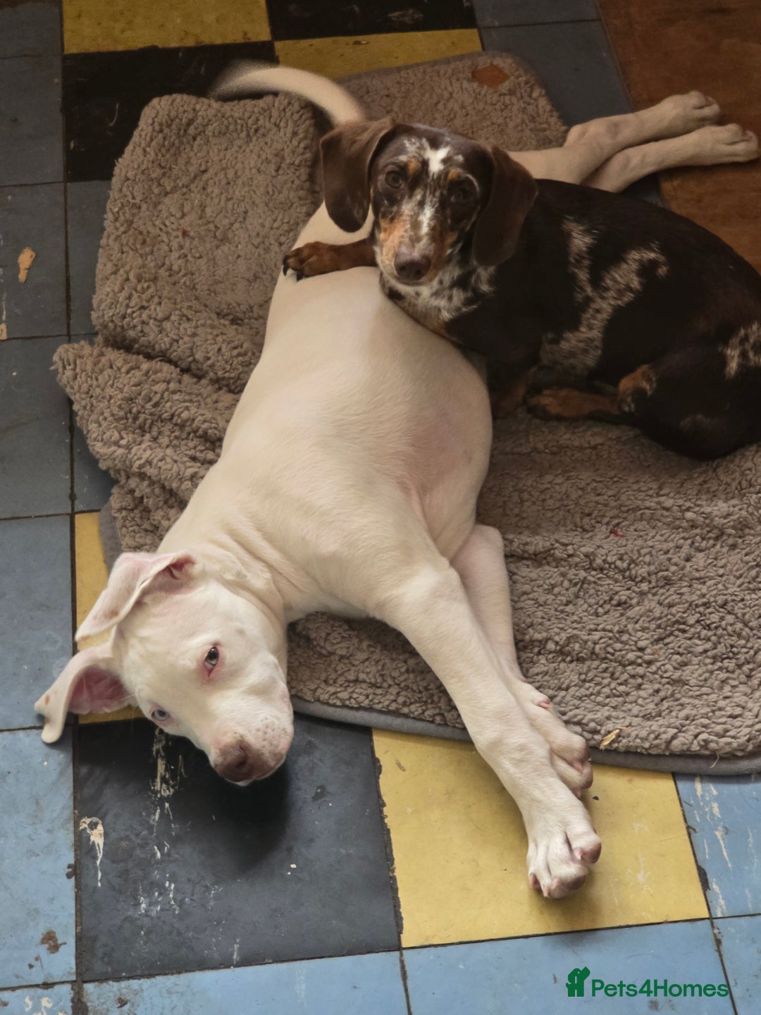 American Bulldog dogs for sale: Skye is looking for a new home. - Image 5