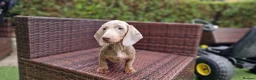 Miniature Dachshund dogs for sale:  Beautiful Mini dachshund   - Advert 16