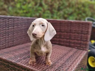 Miniature Dachshund dogs Beautiful Mini dachshund - Advert 9