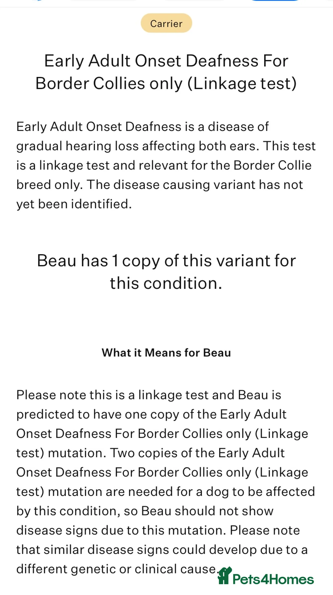 Border Collie dogs for stud: PROVEN! STUD ONLY! Stunning Merle Border Collie. in Coventry - Advert 3