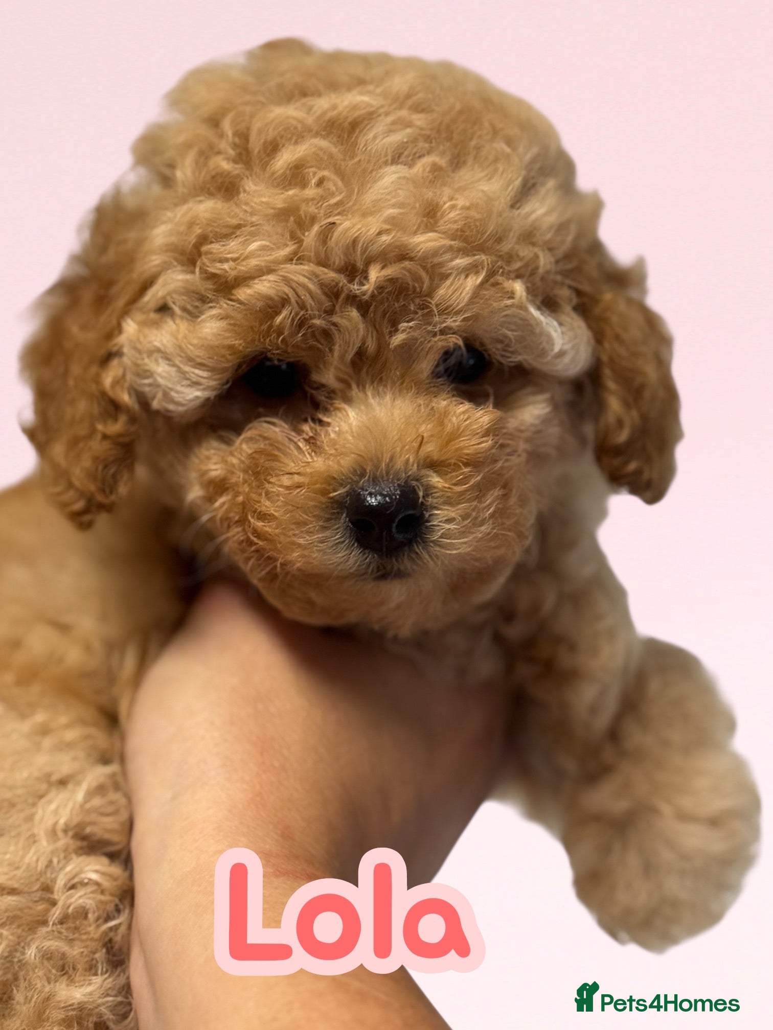 Cockapoo dogs Tiny Toy poodle puppies expected  - Advert 1