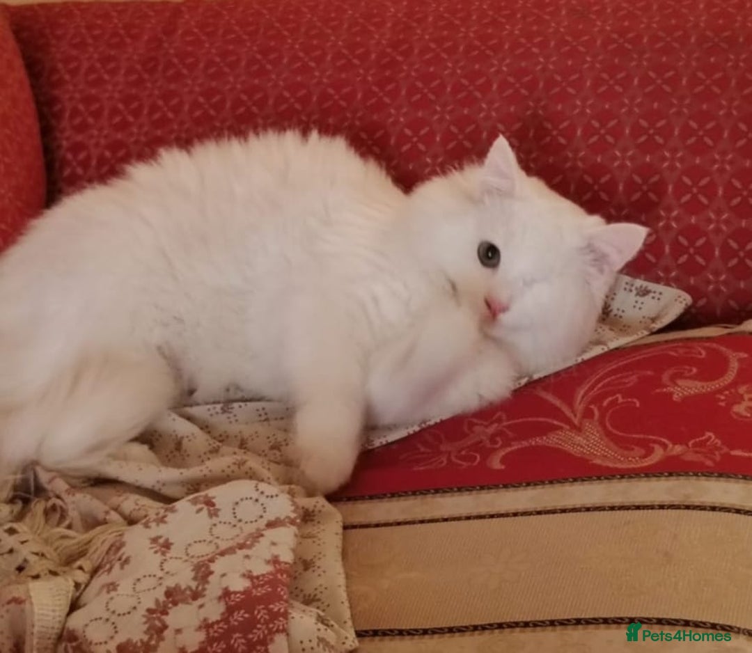 Mixed Breed cats for adoption: Luki JUNO TURKISH SNGIRA MIX BONDED BOYS NEUTERED - Advert 1