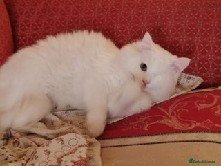 Mixed Breed cats Luki JUNO TURKISH SNGIRA MIX BONDED BOYS NEUTERED - Advert 1