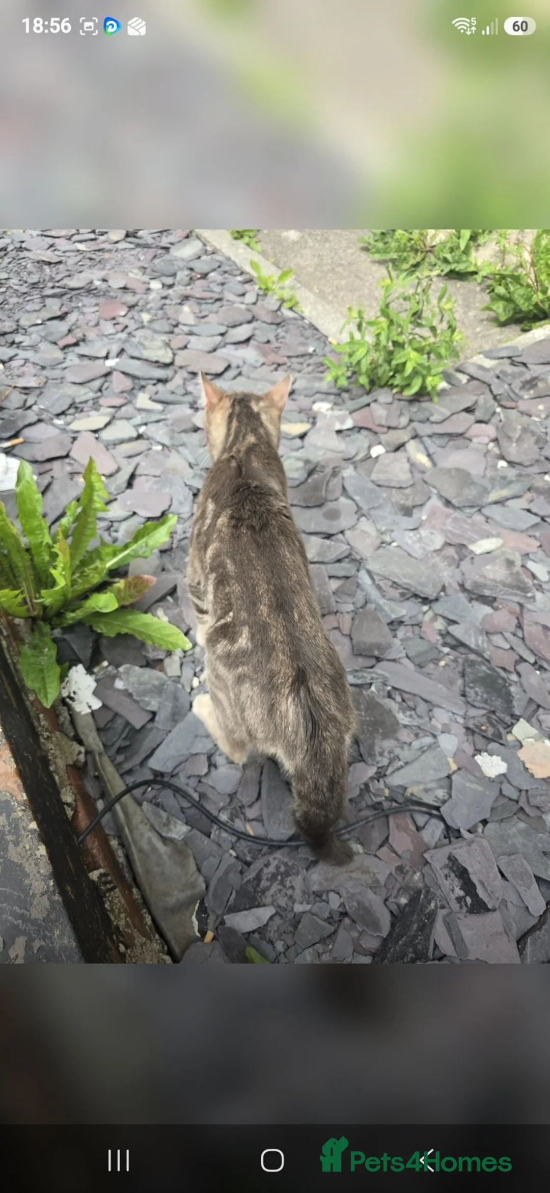 Mixed Breed cats for sale: Male cats  - Advert 4