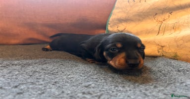 Miniature Dachshund dogs - Advert 6