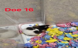 Mouse rodents for sale: Fancy Mice  - Image 12