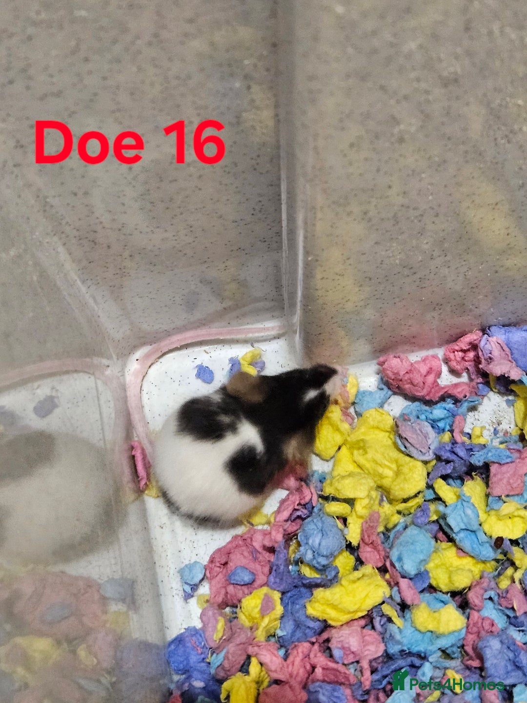 Mouse rodents for sale: Fancy Mice  - Image 12