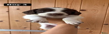English Springer Spaniel Puppy 3