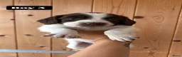 English Springer Spaniel dogs for sale: Working Pure Springer Spaniel Puppies  - Advert 7