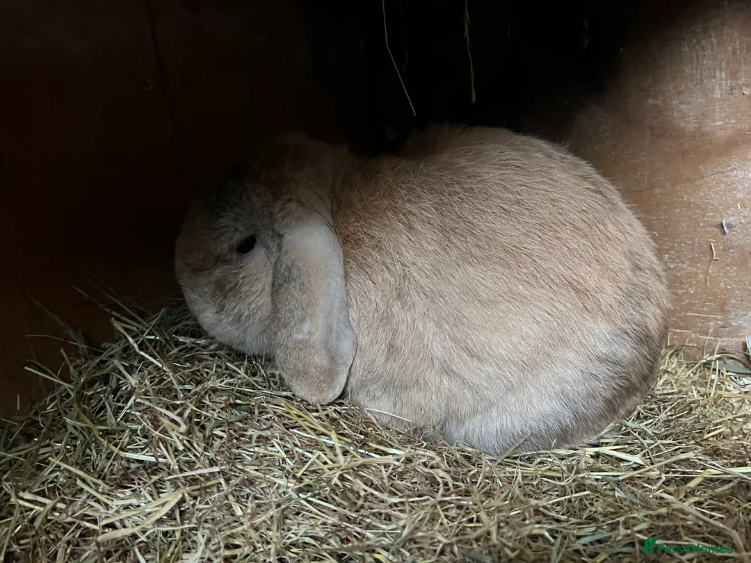 Mini Lop rabbits for sale: Mini lop rabbit  - Advert 3