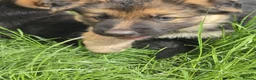 German Shepherd dogs for sale: German Shepherd Pups in Newcastle - Advert 8