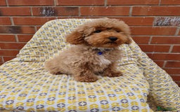 Cockapoo dogs for sale: F1BB Apricot Cockapoo Puppies. - Image 6