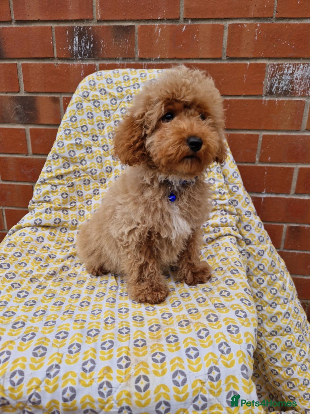 Cockapoo dogs for sale: F1BB Apricot Cockapoo Puppies. - Image 6
