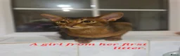 Abyssinian cats for sale: One beautiful Abyssinian boy - Advert 23