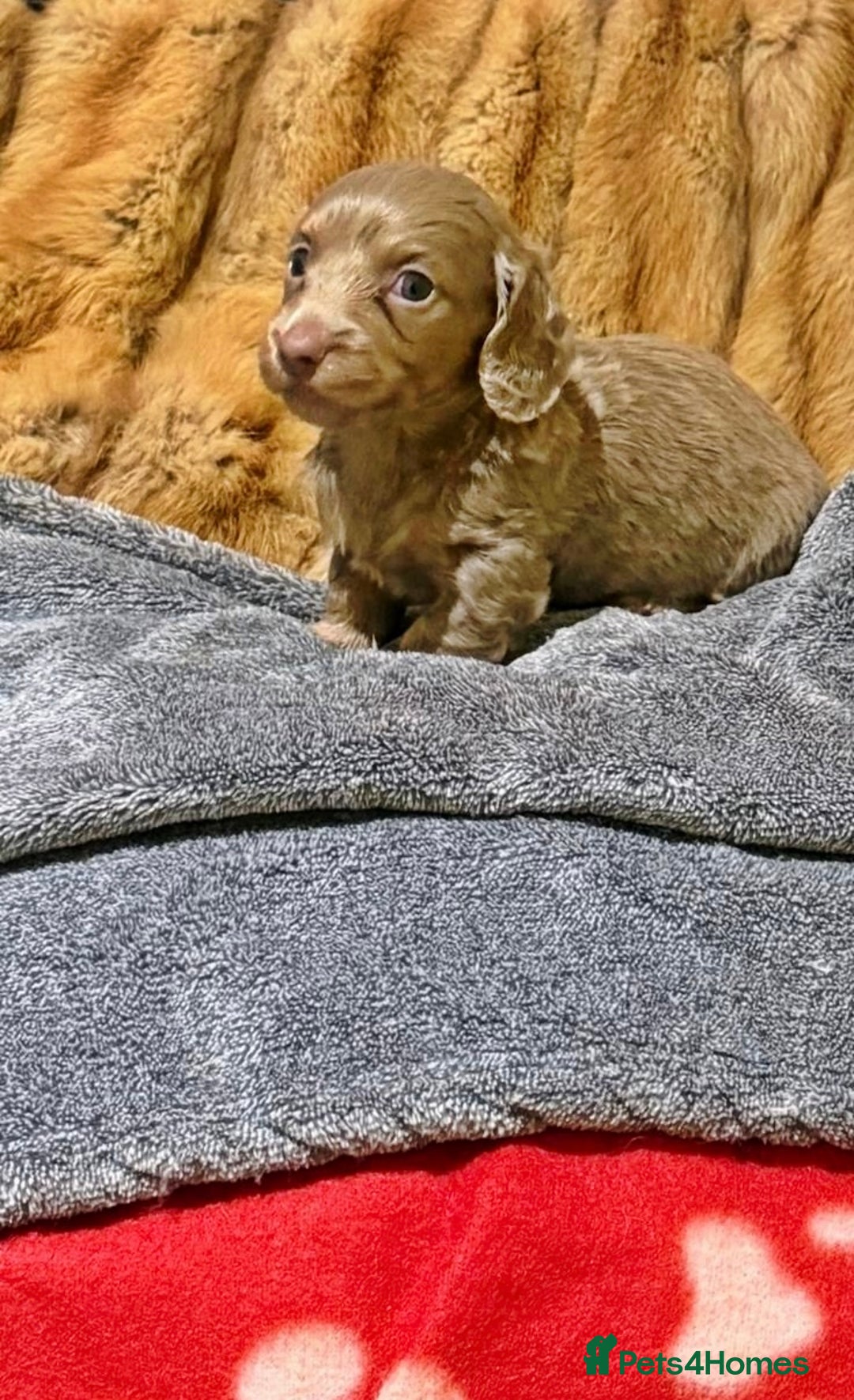 Miniature Dachshund dogs for sale: 💎RARE BREED/RARE BLOODLINE🩸 DACHSHUND PUPS 🐾 💕 - Advert 13