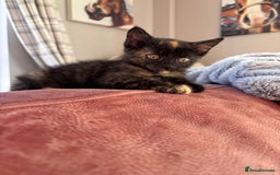Mixed Breed cats for sale: 1 gorgeous tortie left read to leave this week  - Image 6