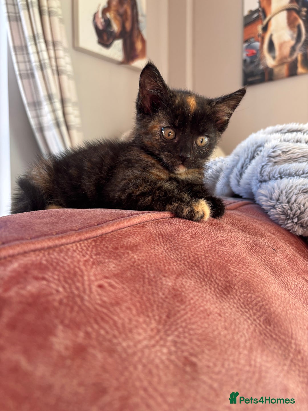 Mixed Breed cats for sale: 1 gorgeous tortie left read to leave this week  - Image 6