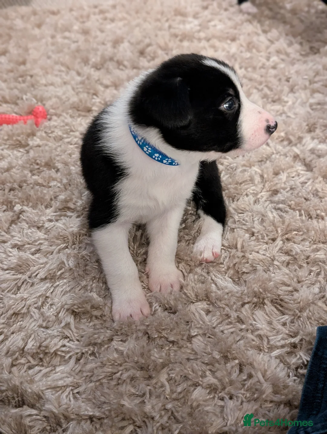 Border Collie dogs for sale: Border Collie puppies - Advert 2