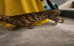 Bengal cats for sale: Pure breed bengals  - Image 4
