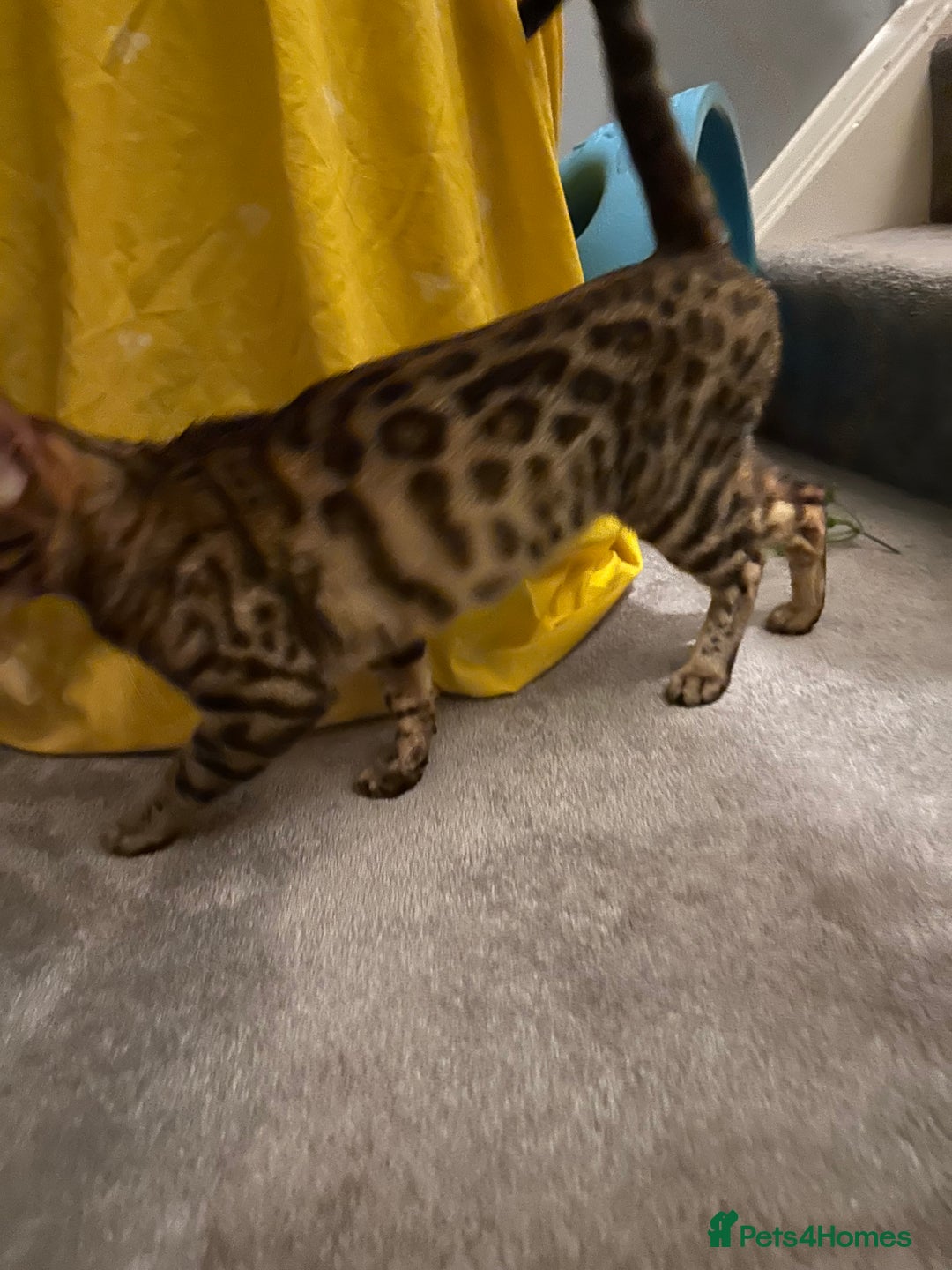 Bengal cats for sale: Pure breed bengals  - Image 4