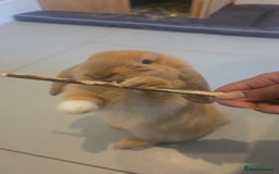Mini Lop rabbits for sale: Two holland lop sisters (bonded) - Image 2
