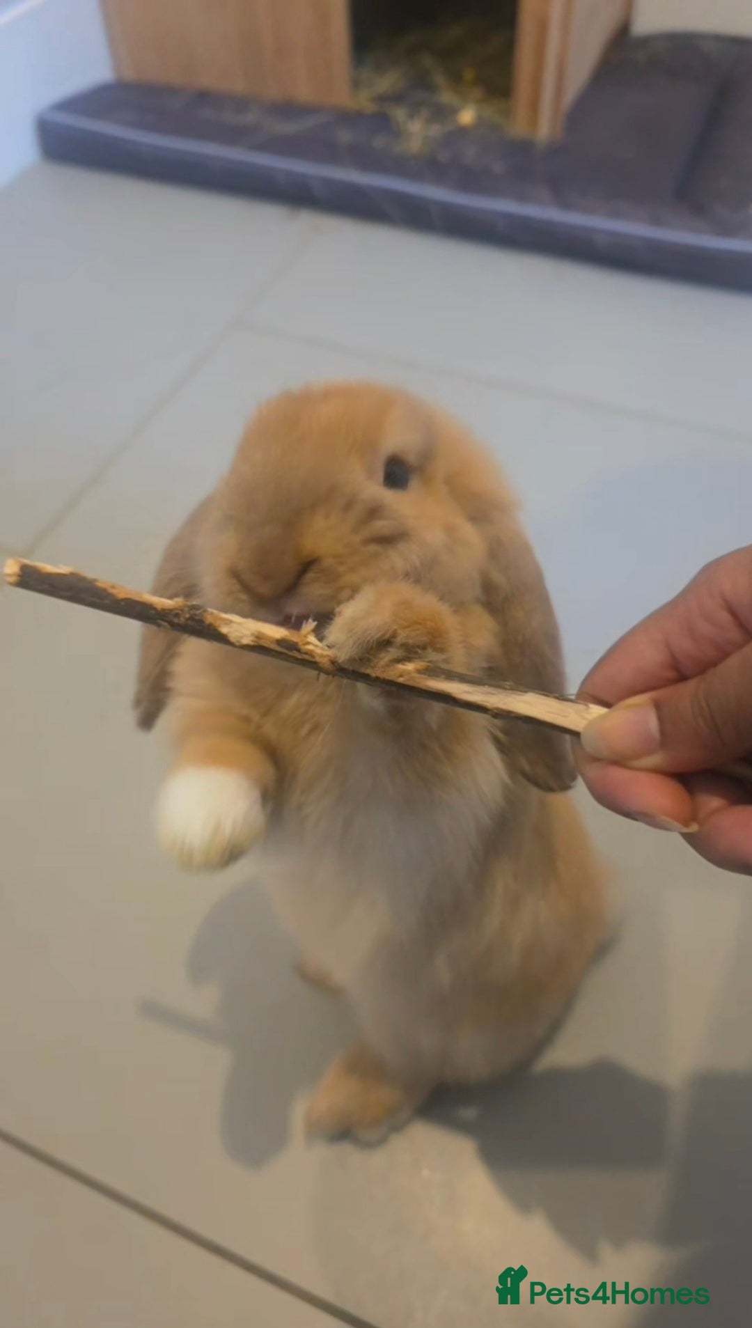 Mini Lop rabbits for sale: Two holland lop sisters (bonded) - Image 2