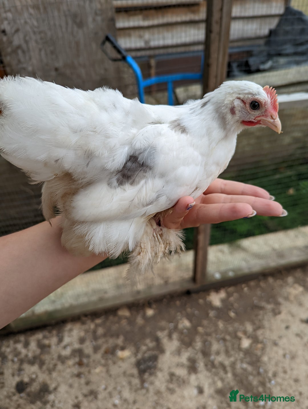 Chickens poultry for sale: FREE - Pure colour pekin bantam cockerels - Image 13