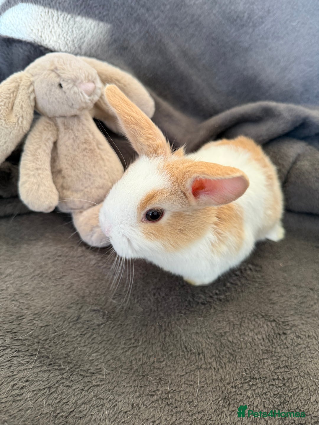 Mixed Breed rabbits for sale: Beautiful friendly baby bunnies ready in 4 weeks  - Advert 21