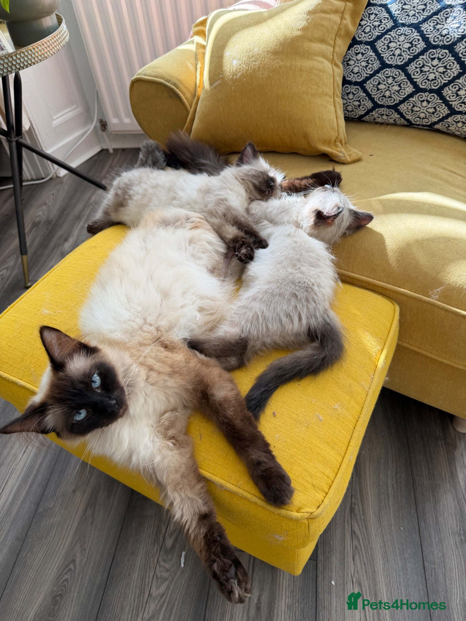 Ragdoll cats 1 male 1 female ragdoll kitten - Advert 10