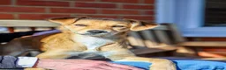 Mixed Breed dogs for adoption: Trudy - Advert 16
