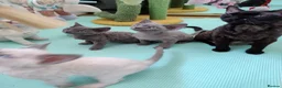 Devon Rex cats for sale: Pedigree DevRex Siblings-Looking for loving home  - Advert 9