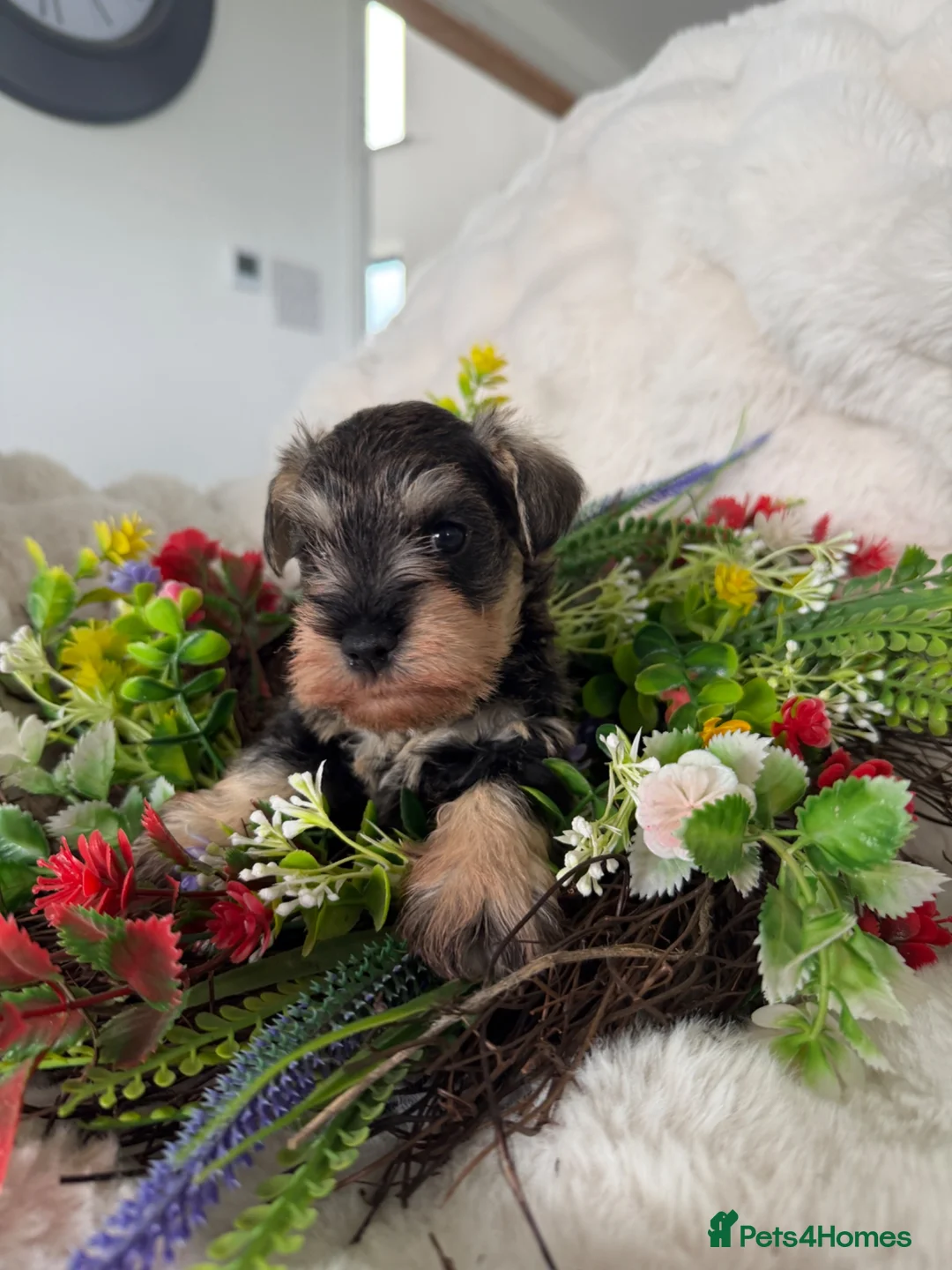 Miniature Schnauzer dogs for sale: Two gorgeous pure bred puppies home reared  - Advert 2