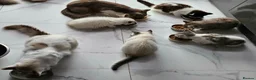 Ragdoll cats for sale: 4 kittens ragdoll and British shorthear mix - Advert 11
