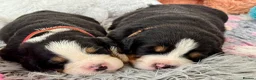 Bernese Mountain Dog dogs for sale: KC Registered Bernese Mountain Dog Puppies - Advert 19
